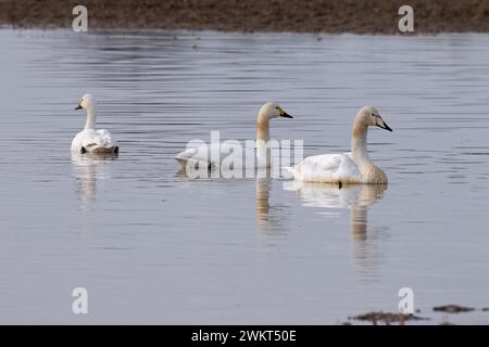 Whooper Swan (Cygnus cygnus) & Bewick's Swan (Cygnus columbianus) Norfolk Februar 2024 Stockfoto