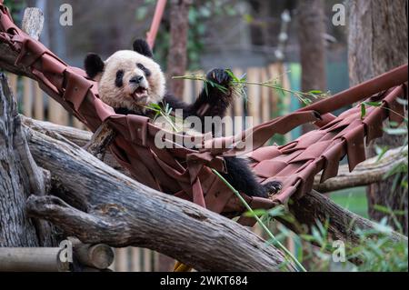 Ein riesiger Pandabär (Ailuropoda melanoleuca) isst Bambus in seinem Gehege im Zoo von Madrid. Die riesigen Pandabären (Hua Zui Ba und Bing Sing), die seit 2007 im Zoo von Madrid leben, und ihre 3 Babys werden Ende des Monats an ihren Herkunftsort, die chinesische Stadt Chengdu, zurückkehren. Die Stadt Madrid wird im kommenden Frühjahr ein neues Paar Pandabären erhalten, wodurch das Kooperationsprogramm zwischen dem Zoo der Hauptstadt und der China Wildlife Conservation Association für die Erhaltung und Züchtung dieser Art fortgesetzt wird. Stockfoto