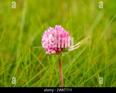 Dunkelrosa Blume von Rotklee, Trifolium pratense, gegen grünes Gras, Nordjütland, Dänemark Stockfoto