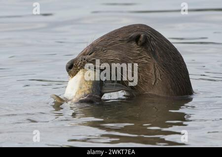 Otter-Familie am Kallang Riverside Park Stockfoto