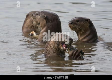 Otter-Familie am Kallang Riverside Park Stockfoto