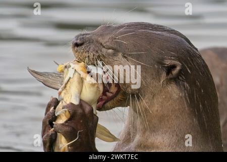 Otter-Familie am Kallang Riverside Park Stockfoto