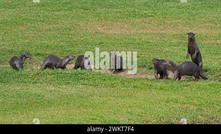 Otter-Familie am Kallang Riverside Park Stockfoto