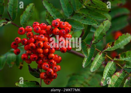 Eine Gruppe von hellroten vogelbeeren auf einem Zweig mit grünen Blättern Stockfoto