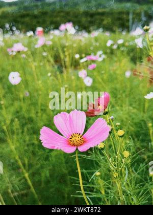 Eine Cosmea Blume blüht im Gras Stockfoto