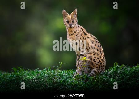 Serval (Leptailurus serval) - afrikanische Wildkatze Stockfoto