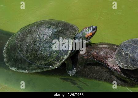 Südamerikanische Flussschildkröte (Podocnemis expansa) Stockfoto