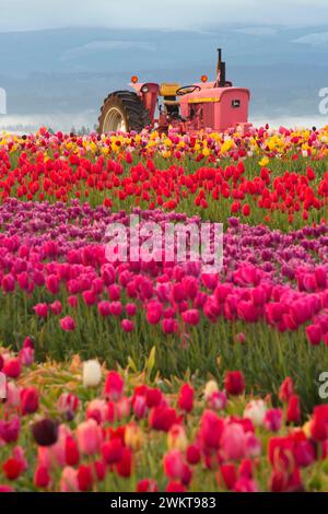 Tulpenfeld mit Traktor, hölzerne Schuh Bulb Co., Clackamas County, Oregon Stockfoto