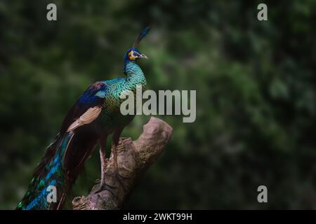 Grüner Pfau (Pavo muticus) - männlicher grüner Pfau Stockfoto