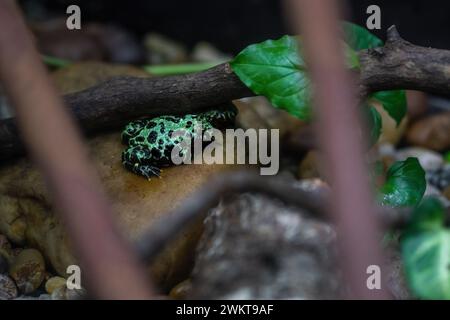 Schlangenkröte (Bombina orientalis) Stockfoto