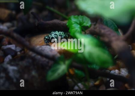 Schlangenkröte (Bombina orientalis) Stockfoto