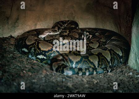 Netzförmige Pythonschlange (Malayopython reticulatus) Stockfoto