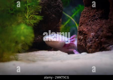 Niedliches Axolotl (Ambystoma mexicanum) - Leucistischer Salamander Stockfoto