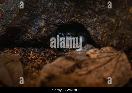 Kaiser Skorpion (Pandinus Imperator) - afrikanische Arachnide Stockfoto