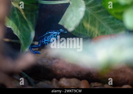 Blauer Färbegiftfrosch (Dendrobates tinctorius) Stockfoto