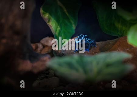 Blauer Färbegiftfrosch (Dendrobates tinctorius) Stockfoto