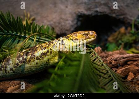 Salomonen Skink (Corucia zebrata) - Eidechse Stockfoto