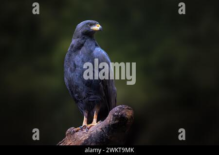 Großer Schwarzer Falke (Urubitinga urubitinga) Stockfoto
