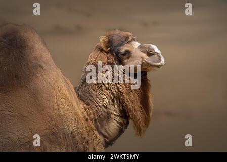 Dromedar (Camelus dromedarius) oder einbuckeliges Kamel Stockfoto