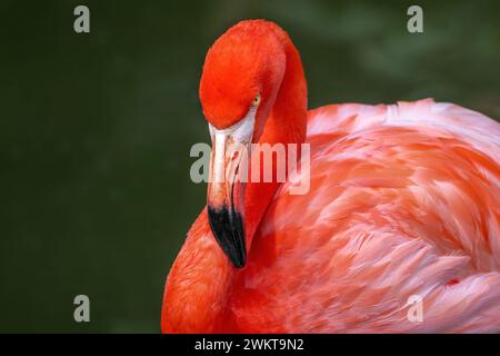 Amerikanischer Flamingovogel (Phoenicopterus ruber) Stockfoto