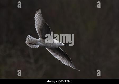 Hering Gull (Larus argentatus) blass unreif fliegend Whitlingham CP Norfolk Februar 2024 Stockfoto