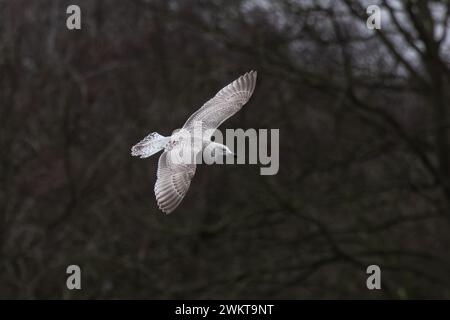 Hering Gull (Larus argentatus) blass unreif fliegend Whitlingham CP Norfolk Februar 2024 Stockfoto