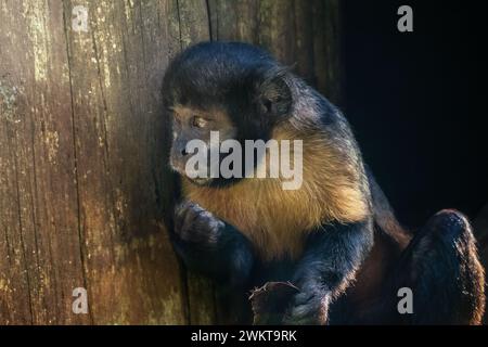 Kapuzineraffe (Sapajus xanthosternos) Stockfoto