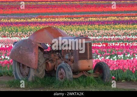 Tulpenfeld mit Traktor, hölzerne Schuh Bulb Co., Clackamas County, Oregon Stockfoto