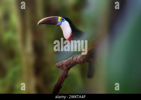 Weißkehlvogel (Ramphastos tucanus) Stockfoto