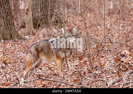 Ein Kojote steht vor der Tür, der sich fast in die Herbstfarben des Waldes einfügt. Der Kojote starrt in die Kamera. Hintergrund des verfallenden orangefarbenen Elle Stockfoto