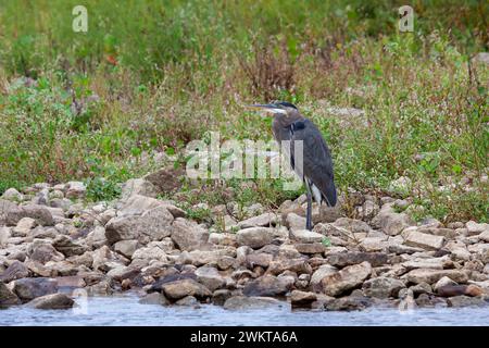 Ein großer blauer Reiher jagt an einer felsigen Küste. Der Vogel wartet geduldig darauf, einen Fisch in der Nähe zu schwimmen. Stockfoto