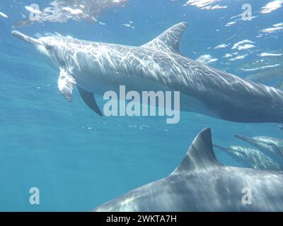 Nadando com golfinhos selvagens na Big Island, Hawaii, USA Stockfoto