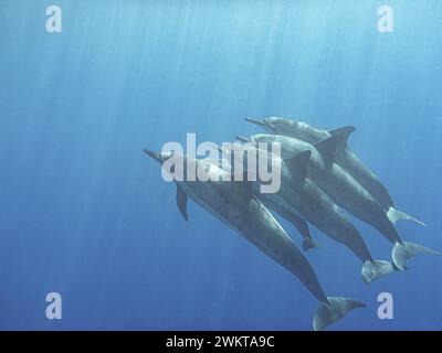 Nadando com golfinhos selvagens na Big Island, Hawaii, USA Stockfoto