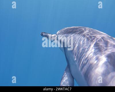 Nadando com golfinhos selvagens na Big Island, Hawaii, USA Stockfoto