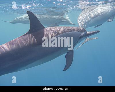 Nadando com golfinhos selvagens na Big Island, Hawaii, USA Stockfoto