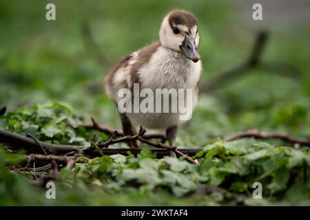 Ein ägyptischer Gosling im St. James Park, London. Starke Regengüsse und starke Böen könnten am Donnerstag Überschwemmungen und Störungen in Teilen Englands und Wales nach sich ziehen. Bilddatum: Donnerstag, 22. Februar 2024. Stockfoto