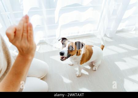 jack Russel Hund genießt Rubs von seinem älteren Besitzer, der zu Hause zusammen auf der Couch sitzt, fokussiert auf den Vordergrund, Kopierraum Stockfoto