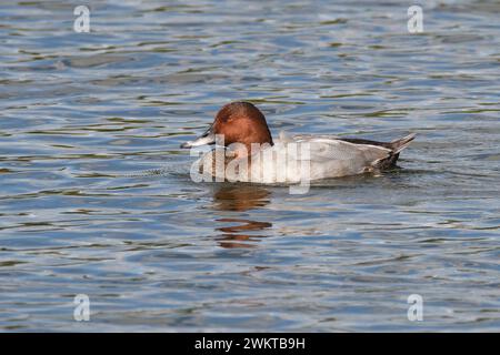 Gemeiner Pochard drake, der im Sommer die Sonne auf einem See genießt. Hertfordshire, England, Vereinigtes Königreich. Stockfoto