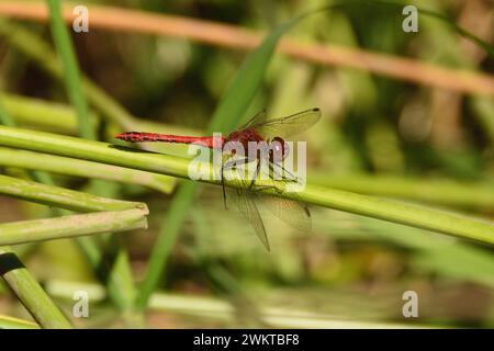 Ruddy Darter Libelle ruht im Sommer auf einigen Schilf am Ufer eines Sees. Hertfordshire, England, Vereinigtes Königreich. Stockfoto