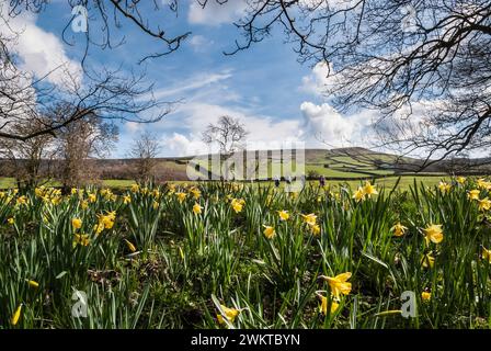 Spaziergänger genießen die Wild Narcissus pseudonarcissus, Fastenlilie, auf dem berühmten Narzodil Walk, Farndale, North Yorkshire, April Stockfoto