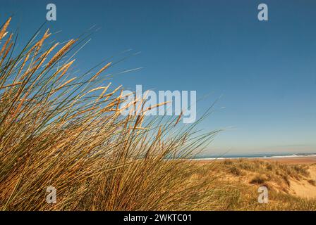 Marram Gras - Ammophila arenaria, wächst am Rande eines Strandes, zeigt Samenköpfe, die sich mit Wind ausbreiten, August, Norfolk Stockfoto