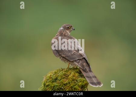 Sperber, männlich, hoch oben auf einem moosbedeckten Baum in einem Wald in großbritannien im Frühjahr Stockfoto