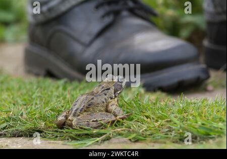 Gemeiner Frosch überquert den Gartenweg neben den Menschenfüßen, Mai Stockfoto