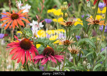 Farbenfrohe, insektenfreundliche, gemischte Blumenkorbordüre mit Coneflower, Schafgarbe und Gräsern, Juli Stockfoto