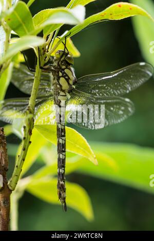 Southern Hawker Dragonfly Aeshna cyanea, die im Garten ruht, nachdem sie kürzlich aus dem Nymphe-Fall in Schilf um den Gartenteich aufgetaucht war, August Stockfoto