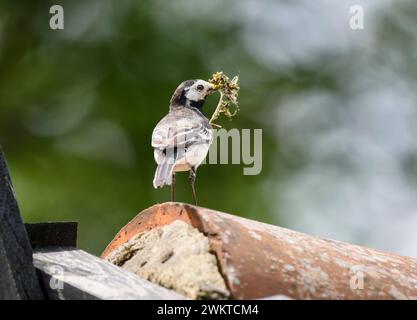 Rattenbachtel Motacilla alba yarrellii, mit Schnabel, aus Nistmaterial, auf dem Dach, Juni. Stockfoto