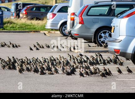 Europäischer Starling Sturnus vulgaris, Herde versammelt, stehend auf Asphalt Parkplatz in der späten Nachmittagssonne mit schillerndem Gefieder, September Stockfoto