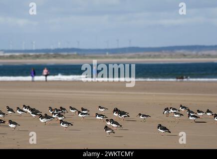 Eurasischer Austernfänger Haematopus ostralegus, Herde, die am Sandstrand mit herannahenden Hundewanderern ruht, Cleveland, England, Großbritannien, September. Stockfoto