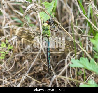 Kaiser Dragonfly Anax Imperator, Weibchen, das sich an einem Grasstamm festklammert, um sich von der Rotschwanzhummel zu ernähren, die sie gerade im Flug gefangen hat, Heide, Norfolk, Stockfoto