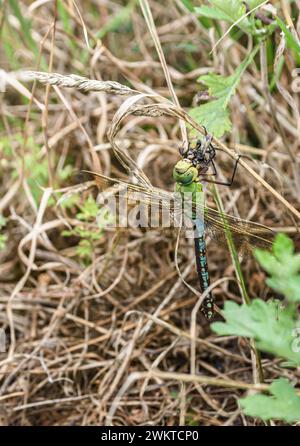 Kaiser Dragonfly Anax Imperator, Weibchen, das sich an einem Grasstamm festklammert, um sich von der Rotschwanzhummel zu ernähren, die sie gerade im Flug gefangen hat, Heide, Norfolk, Stockfoto